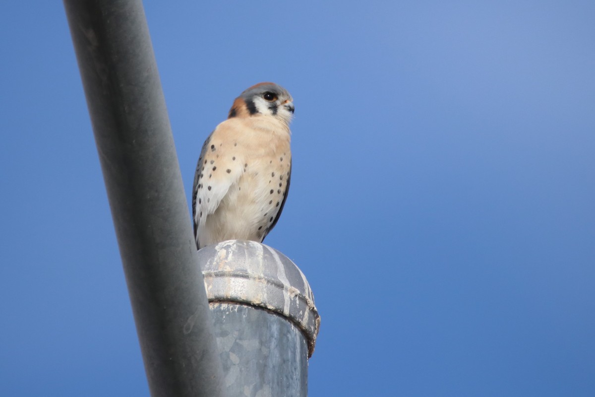 Боривітер американський - ML646974804