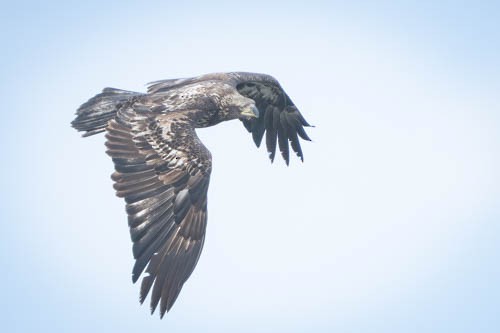 Weißkopf-Seeadler - ML646974807