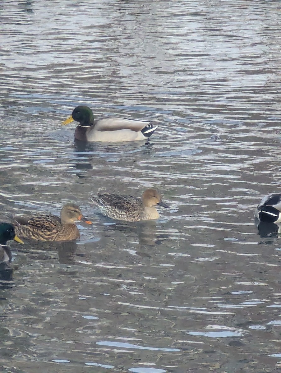 Northern Pintail - ML646974810