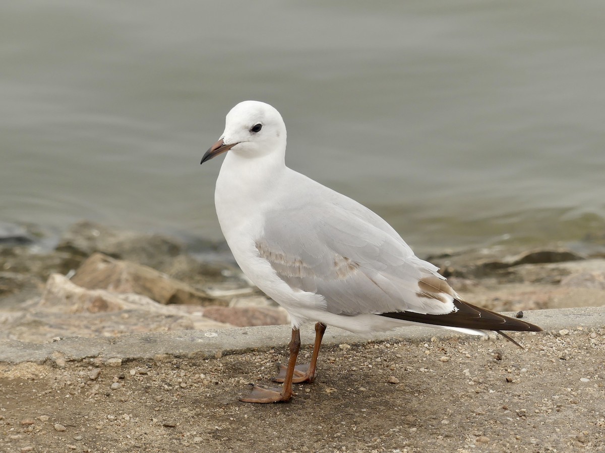 Hartlaub's Gull - ML646974811
