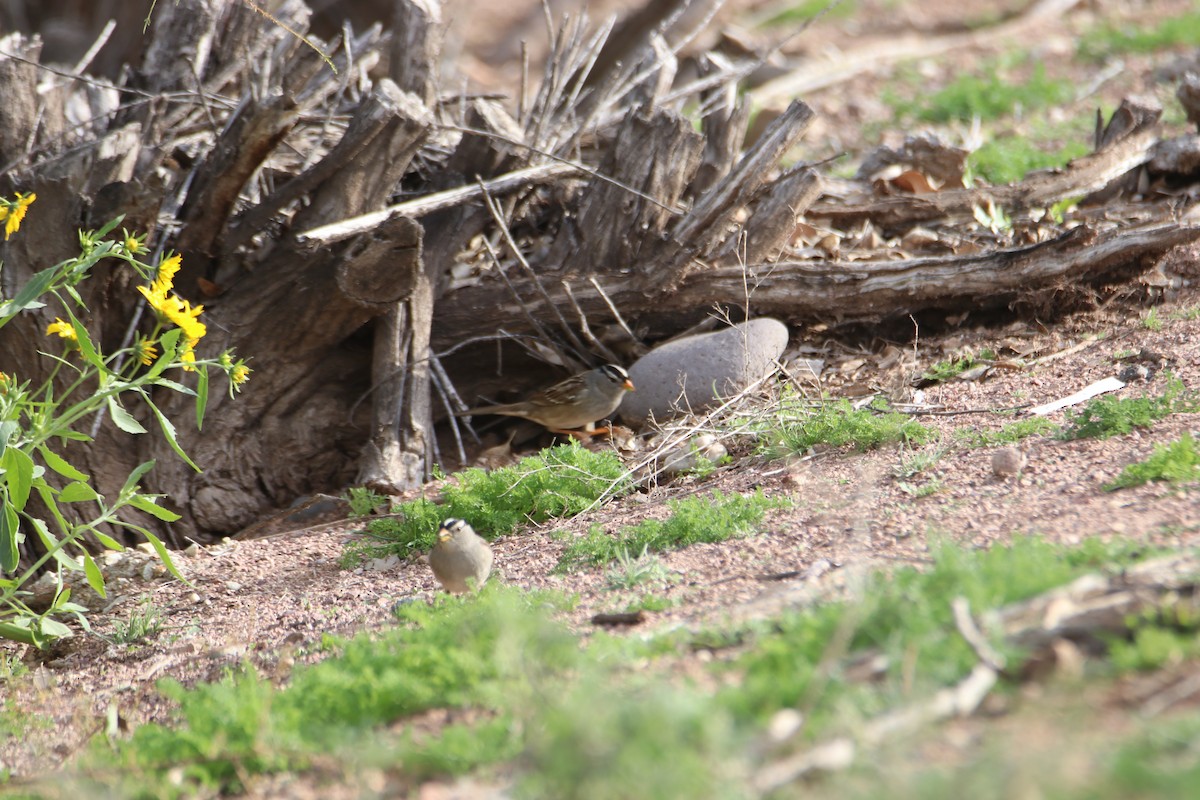Бруант білобровий - ML646974818