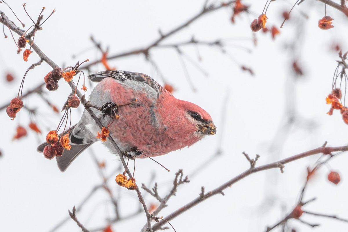 Pine Grosbeak - ML646974822