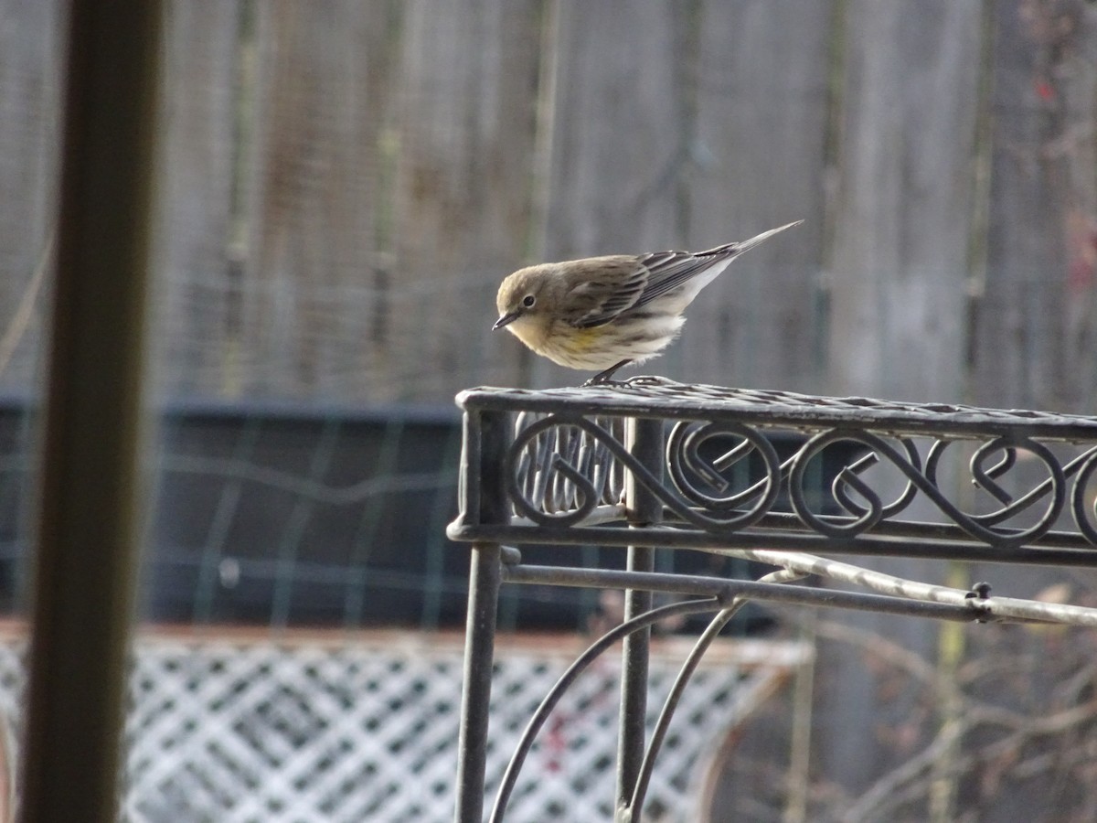 Yellow-rumped Warbler - ML646974825