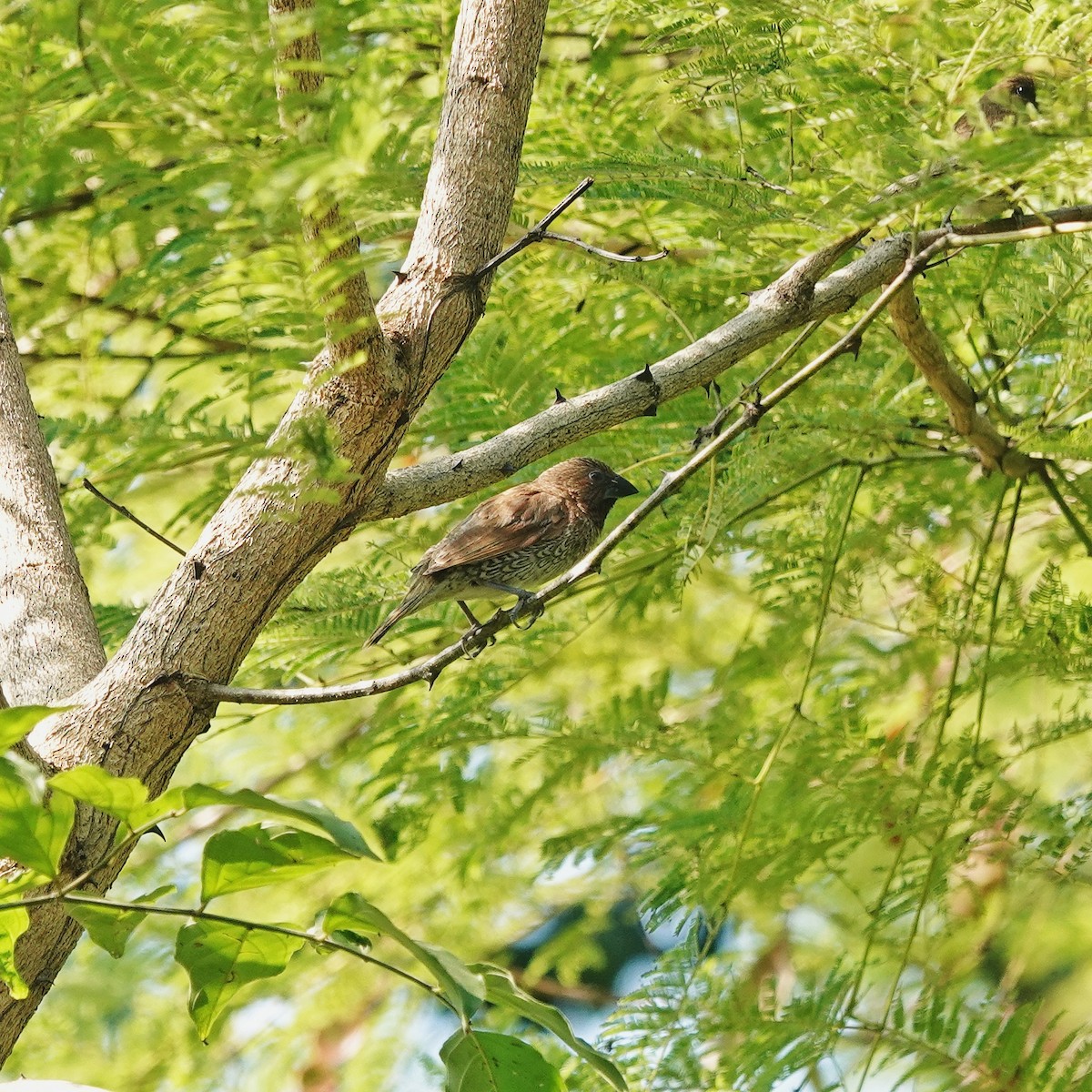 シマキンパラ - ML646974826