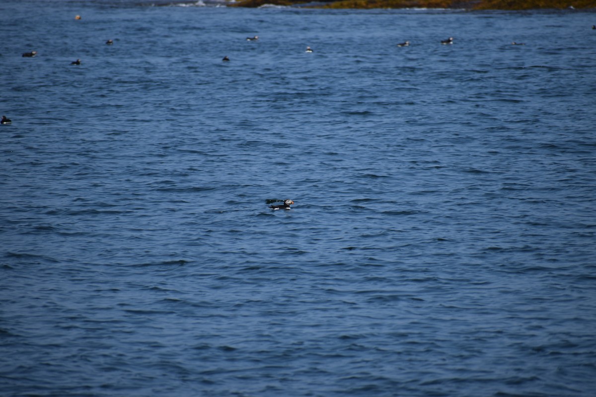 Atlantic Puffin - ML646974828