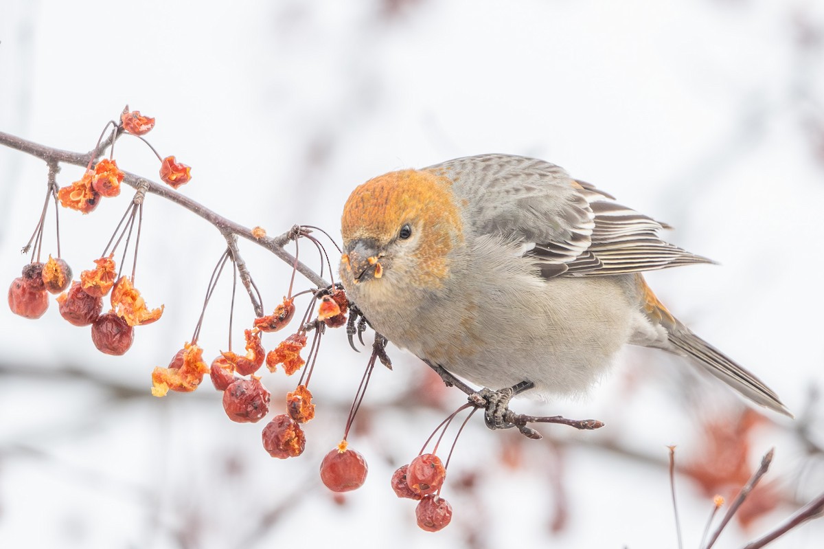 Pine Grosbeak - ML646974829