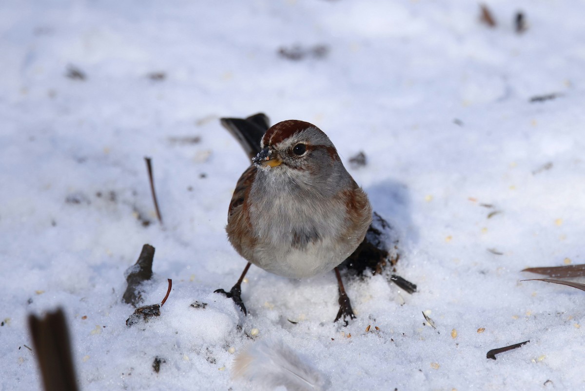 American Tree Sparrow - ML646974833