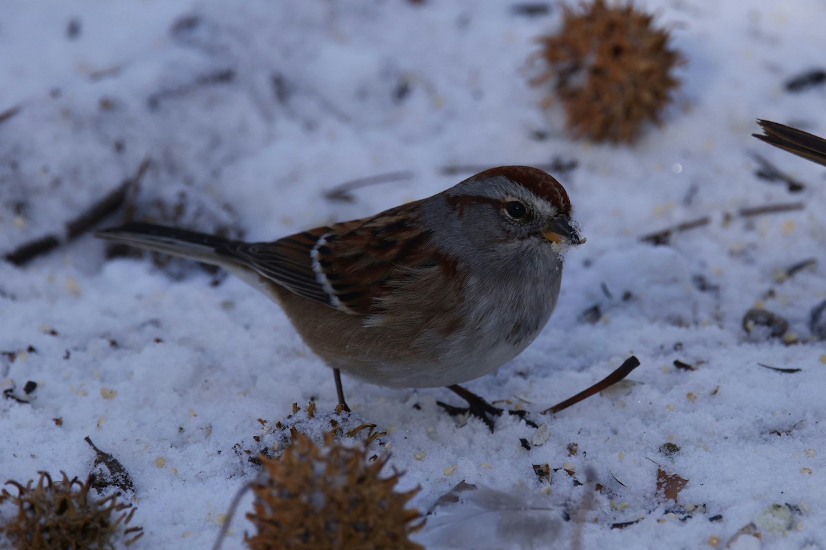American Tree Sparrow - ML646974834