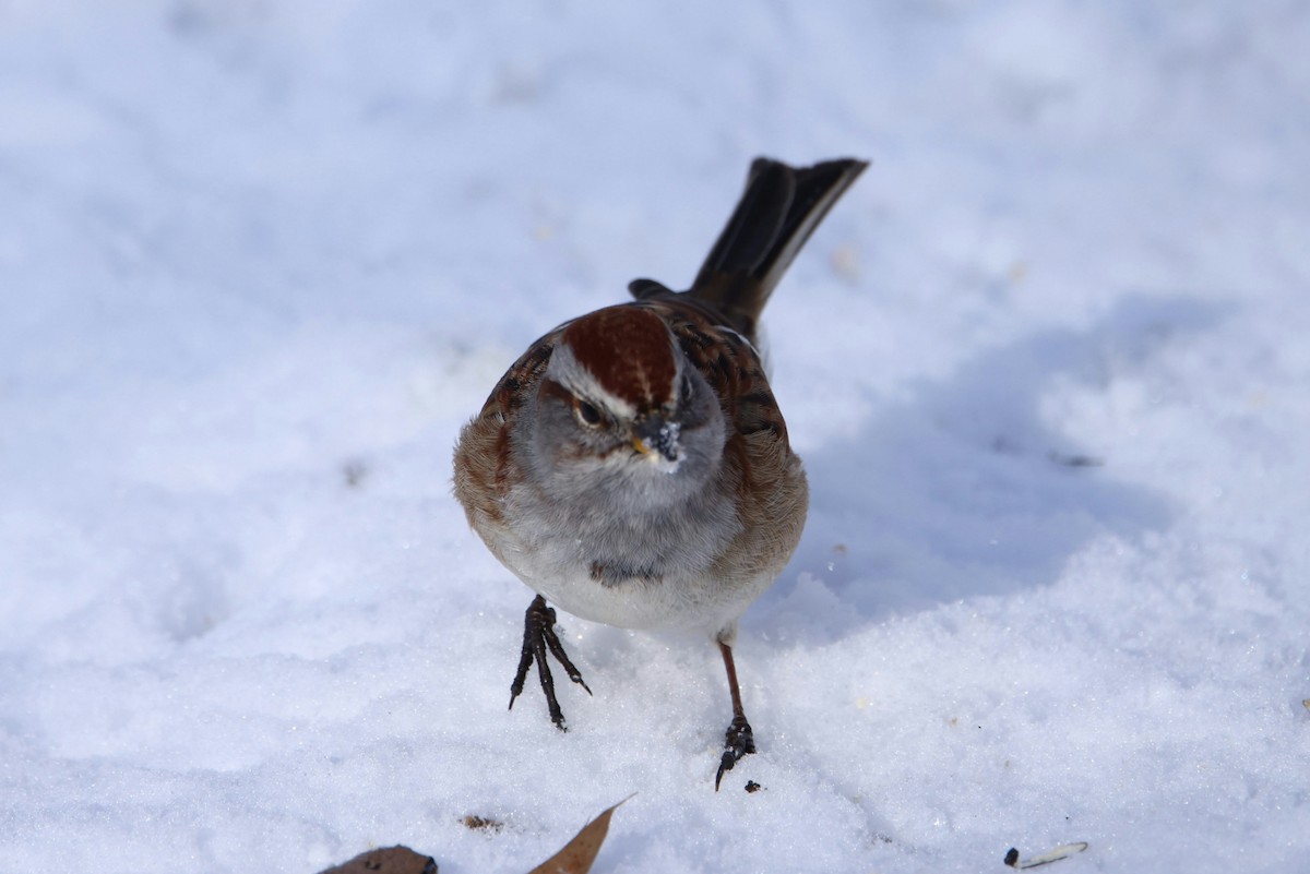American Tree Sparrow - ML646974835