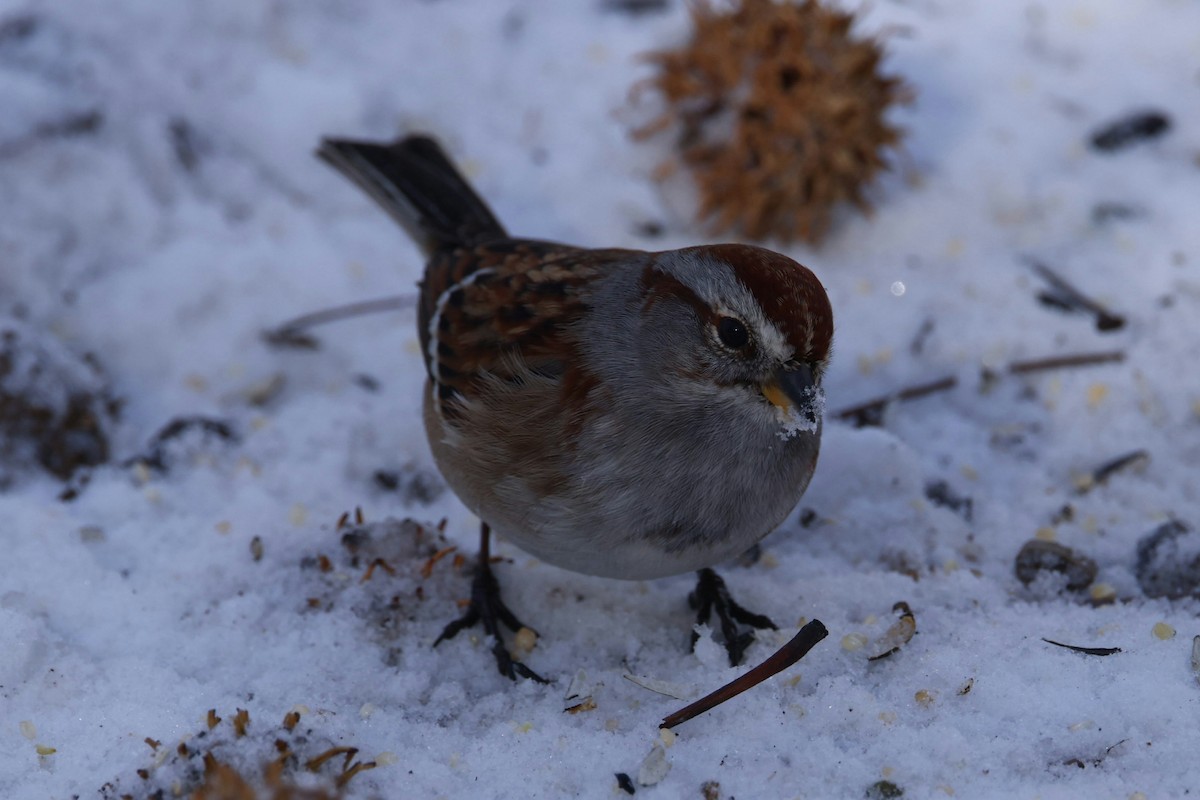 American Tree Sparrow - ML646974836