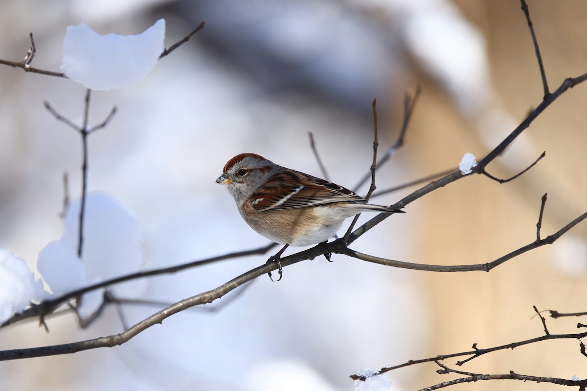 American Tree Sparrow - ML646974837