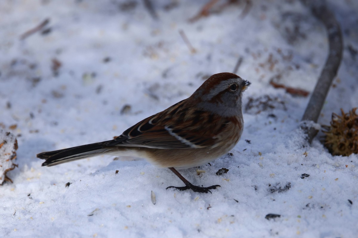 American Tree Sparrow - ML646974838