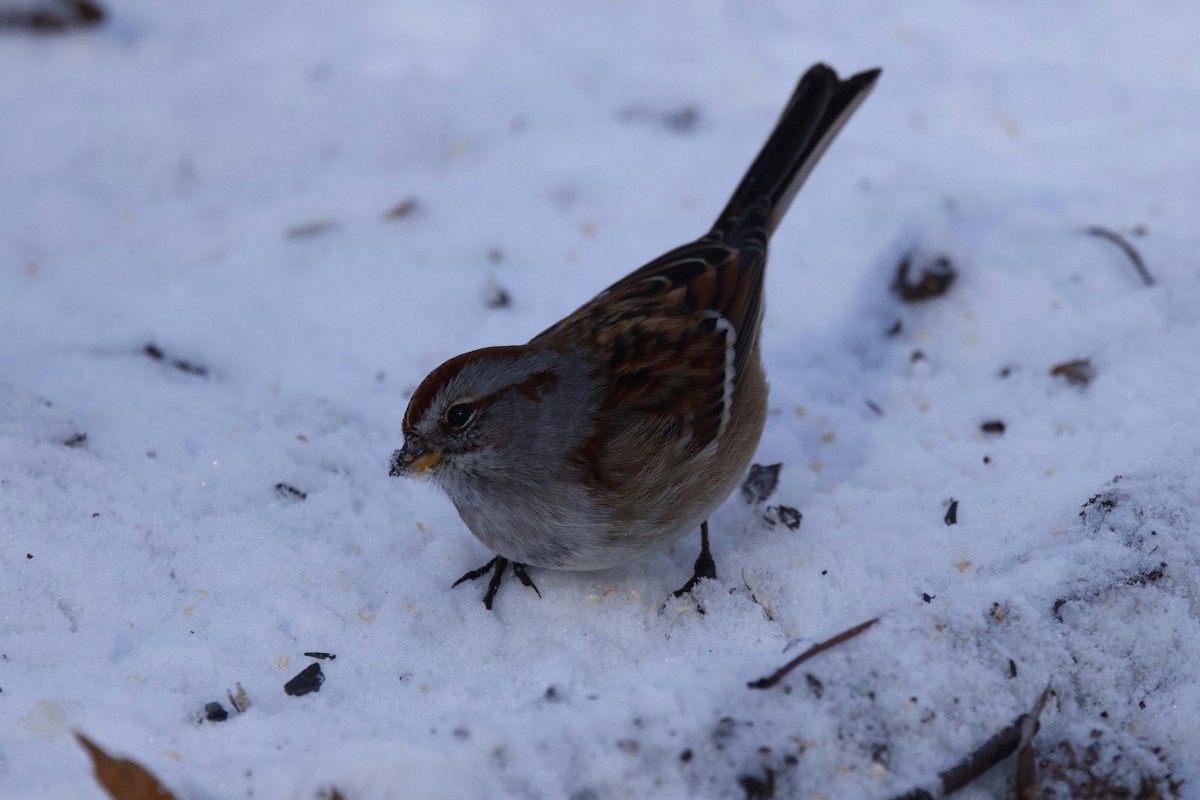 American Tree Sparrow - ML646974839