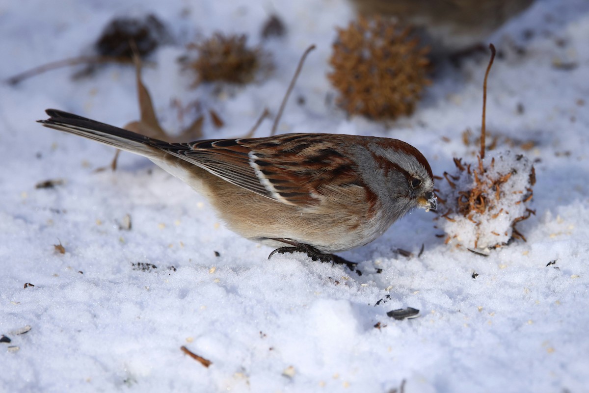 American Tree Sparrow - ML646974840
