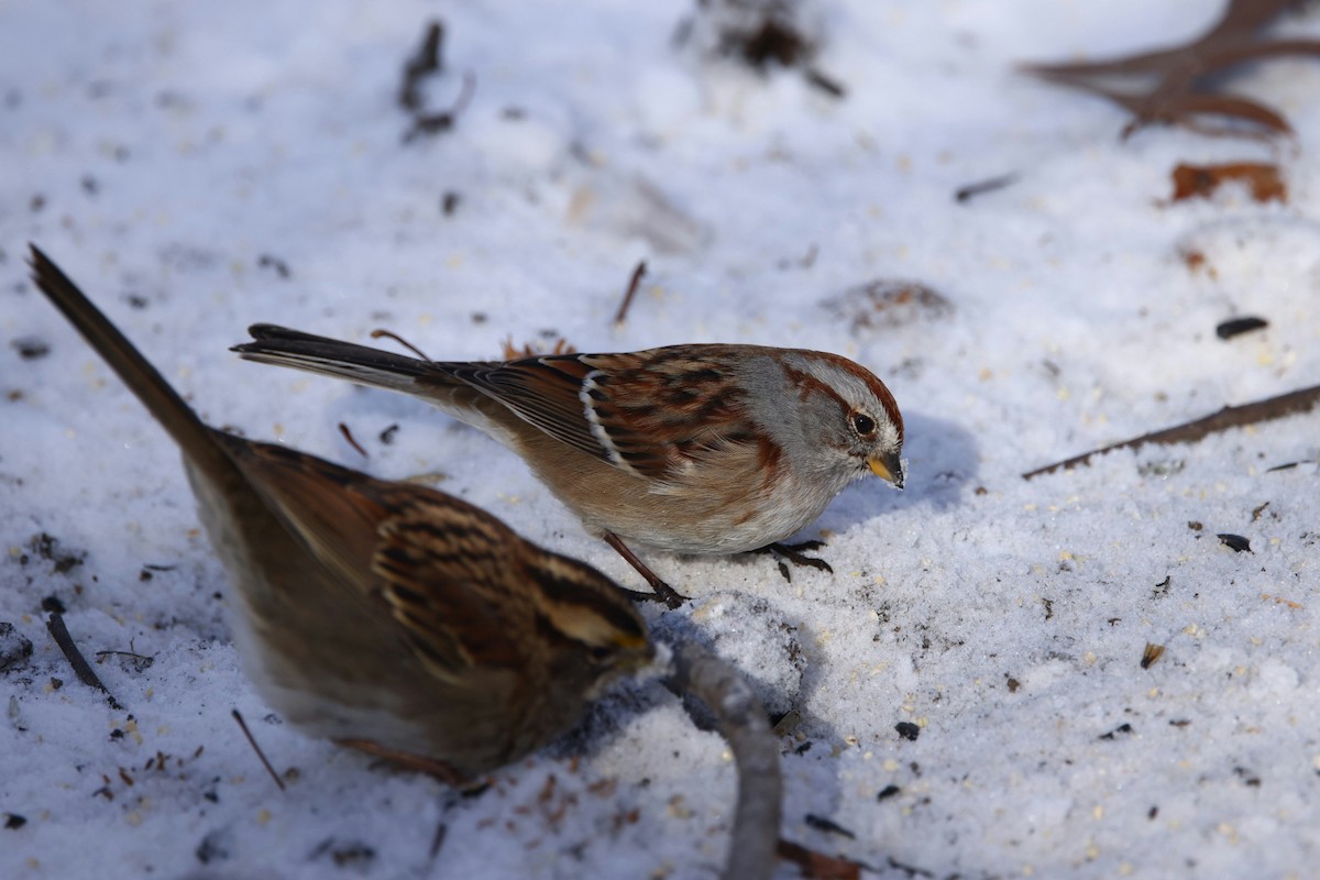 American Tree Sparrow - ML646974841