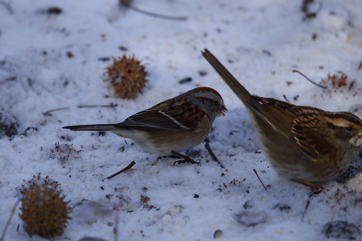 American Tree Sparrow - ML646974842