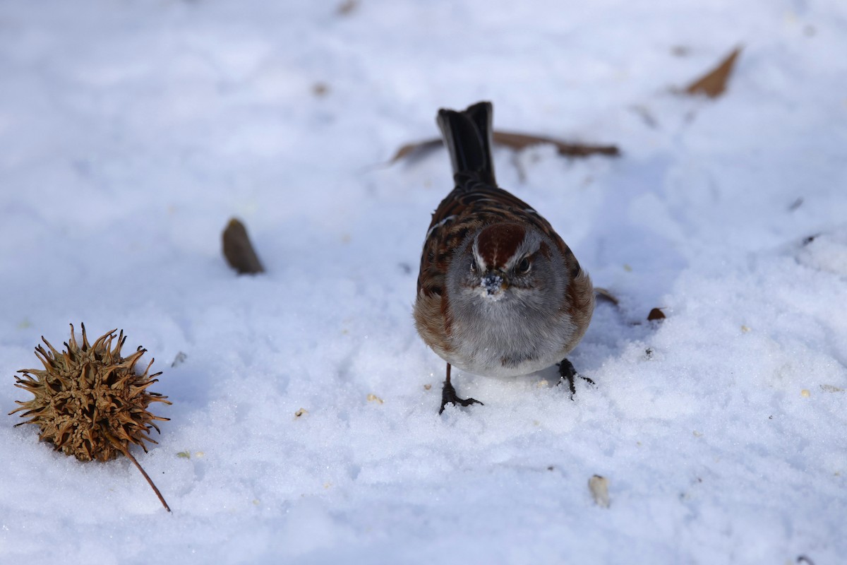 American Tree Sparrow - ML646974843