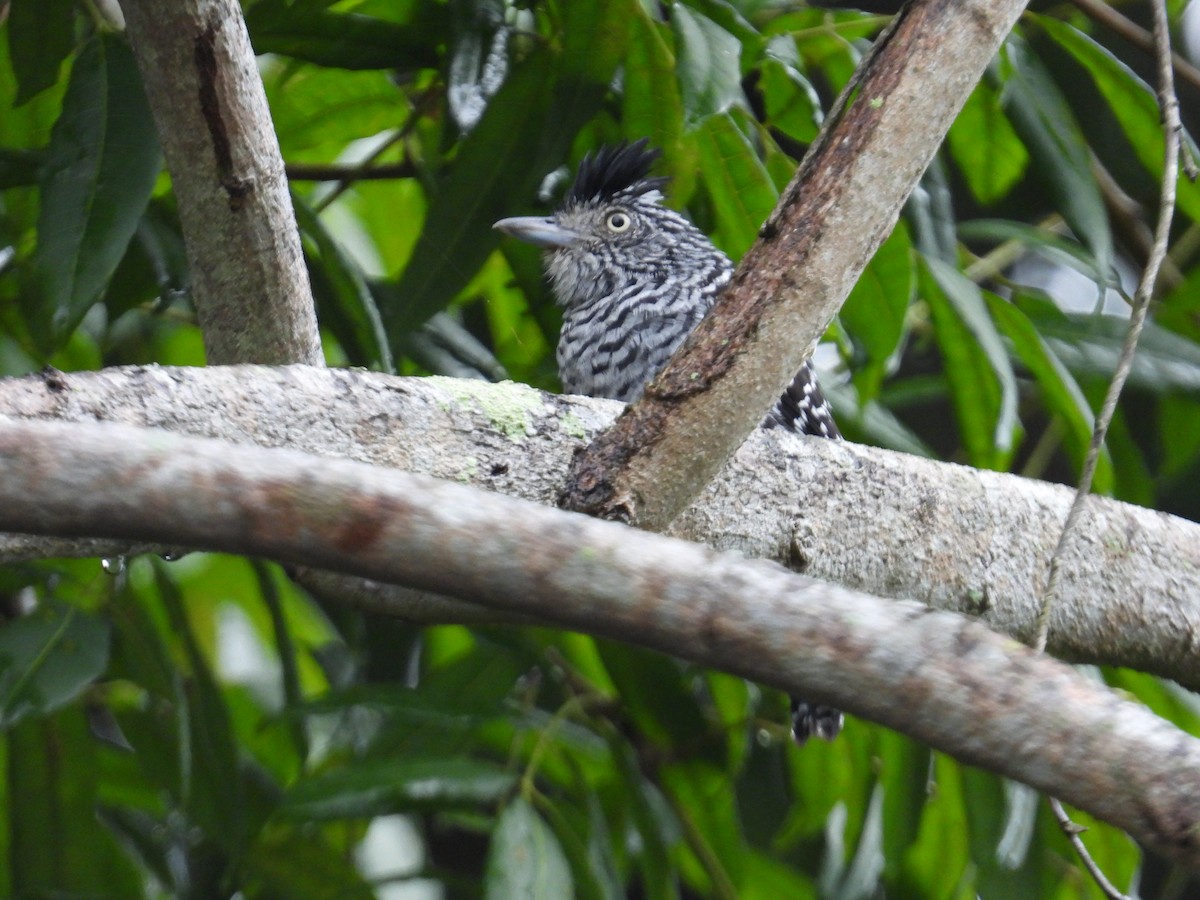 Bindenameisenwürger - ML646974847