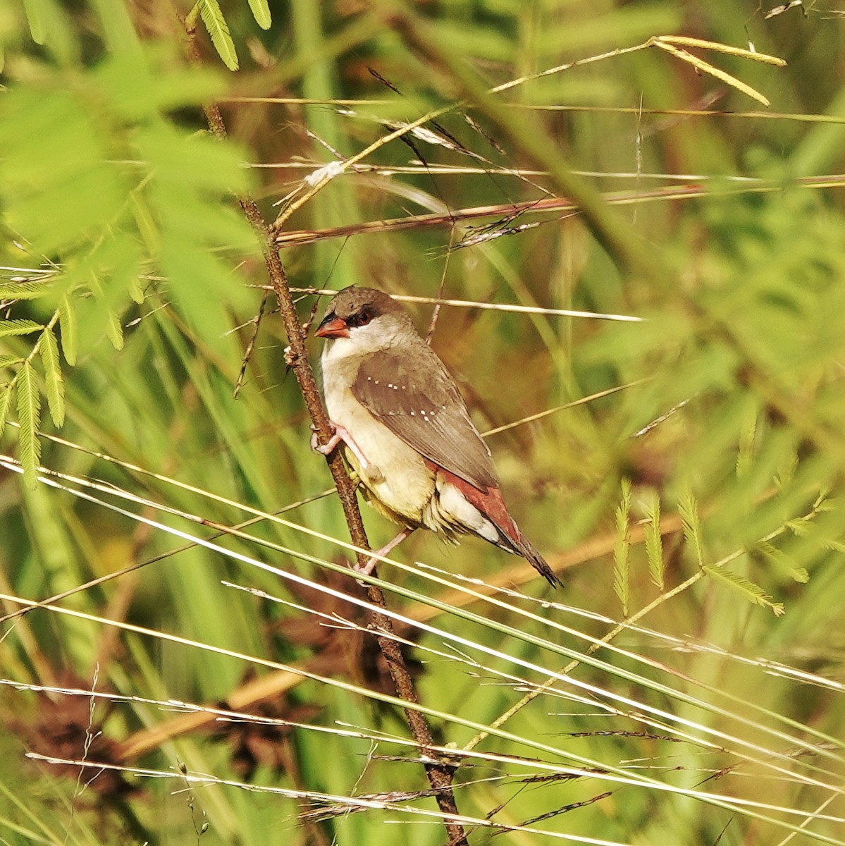 ベニスズメ - ML646974851