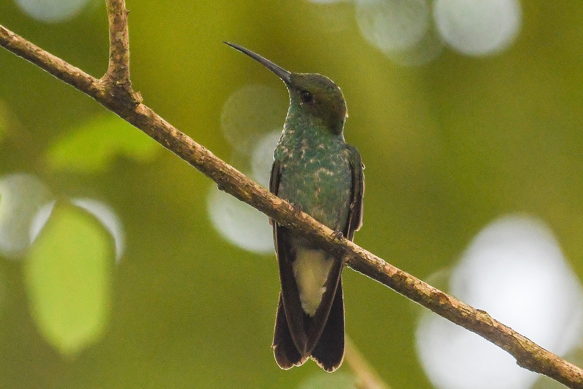 Белогузый колибри - ML646974852