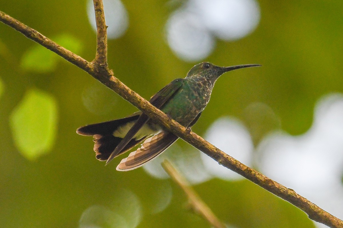 Белогузый колибри - ML646974853