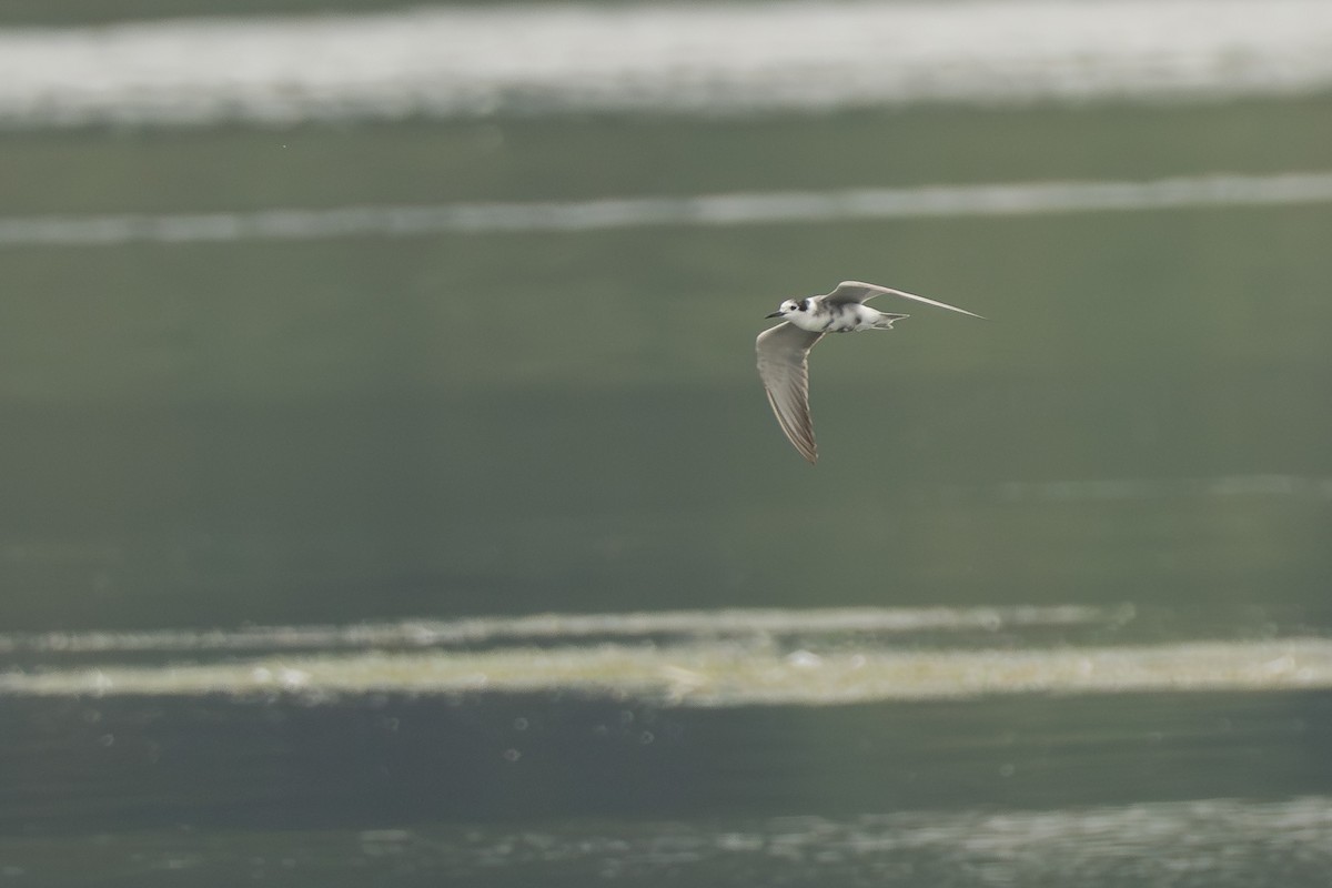 מירומית שחורה - ML646974855