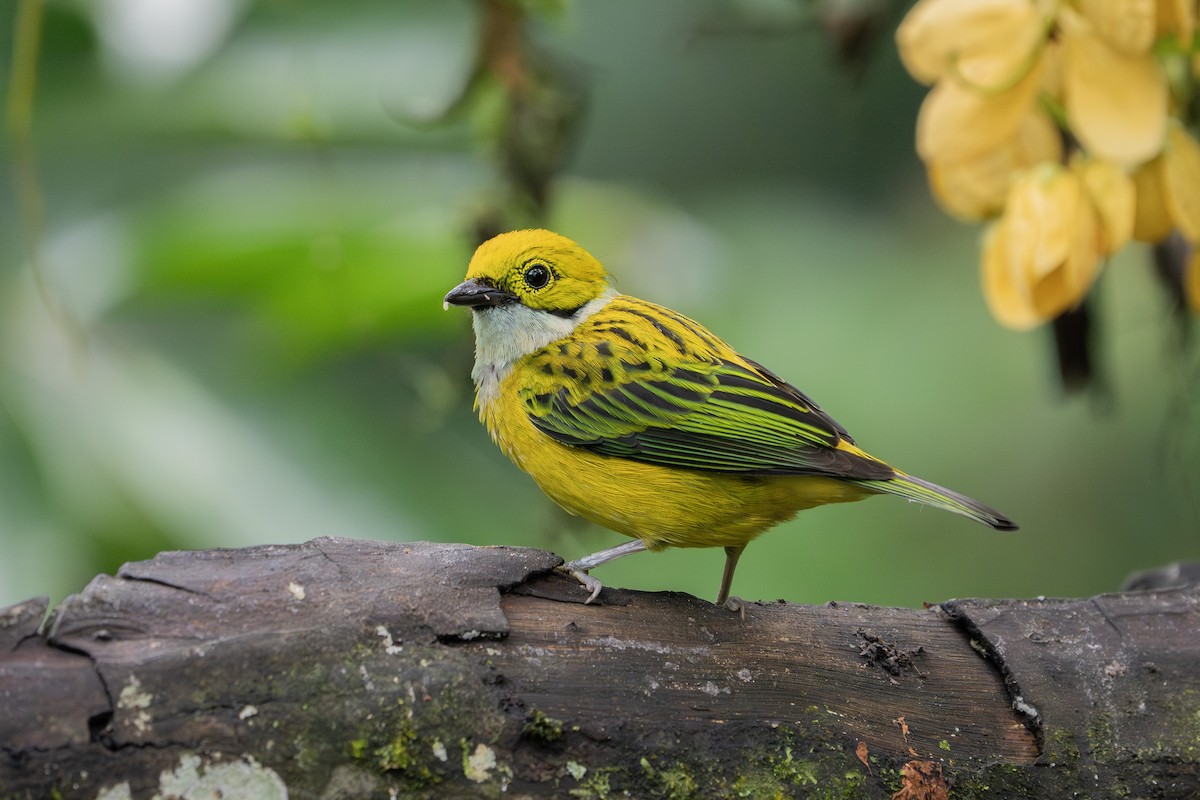Silver-throated Tanager - ML646974858