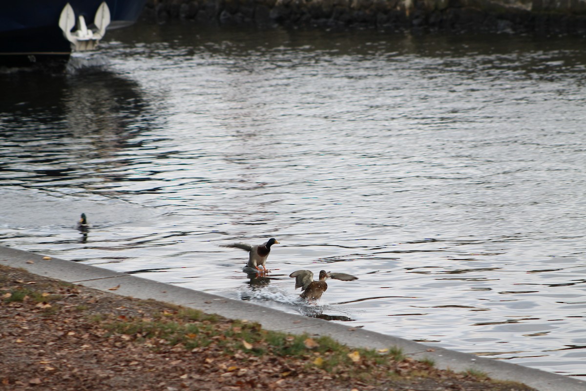 Mallard - ML646974859