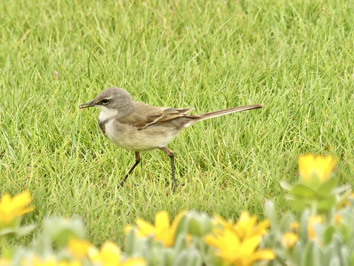 Lurmuturreko buztanikara - ML646974862