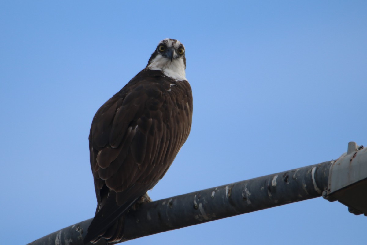 Скопа західна - ML646974863