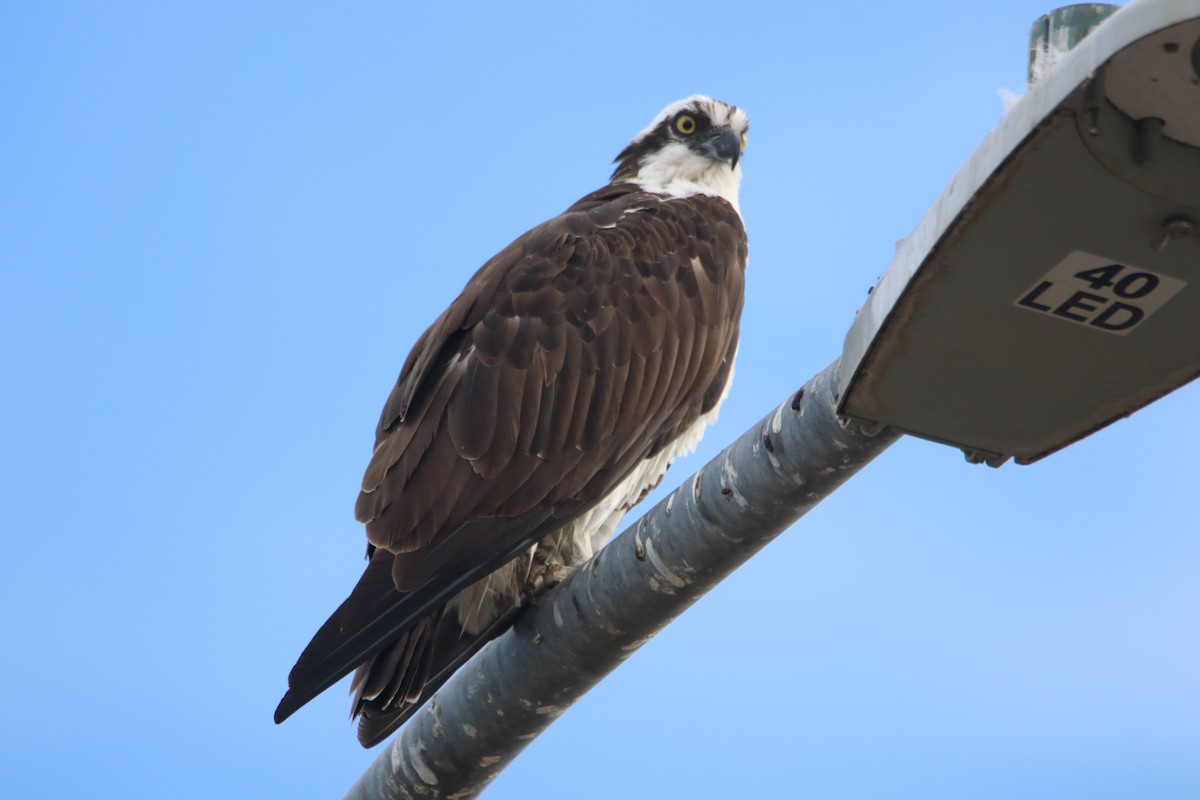 Скопа західна - ML646974864