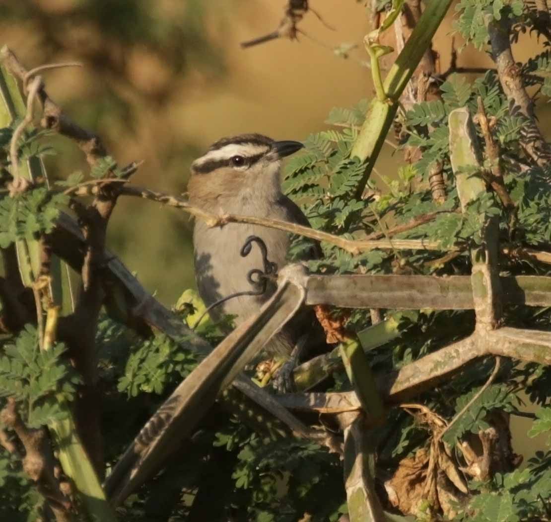 Черношапочная чагра - ML646974866