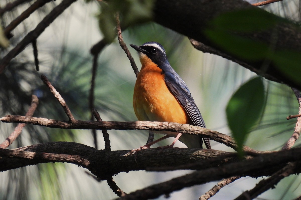 アカハラコルリ - ML646974867