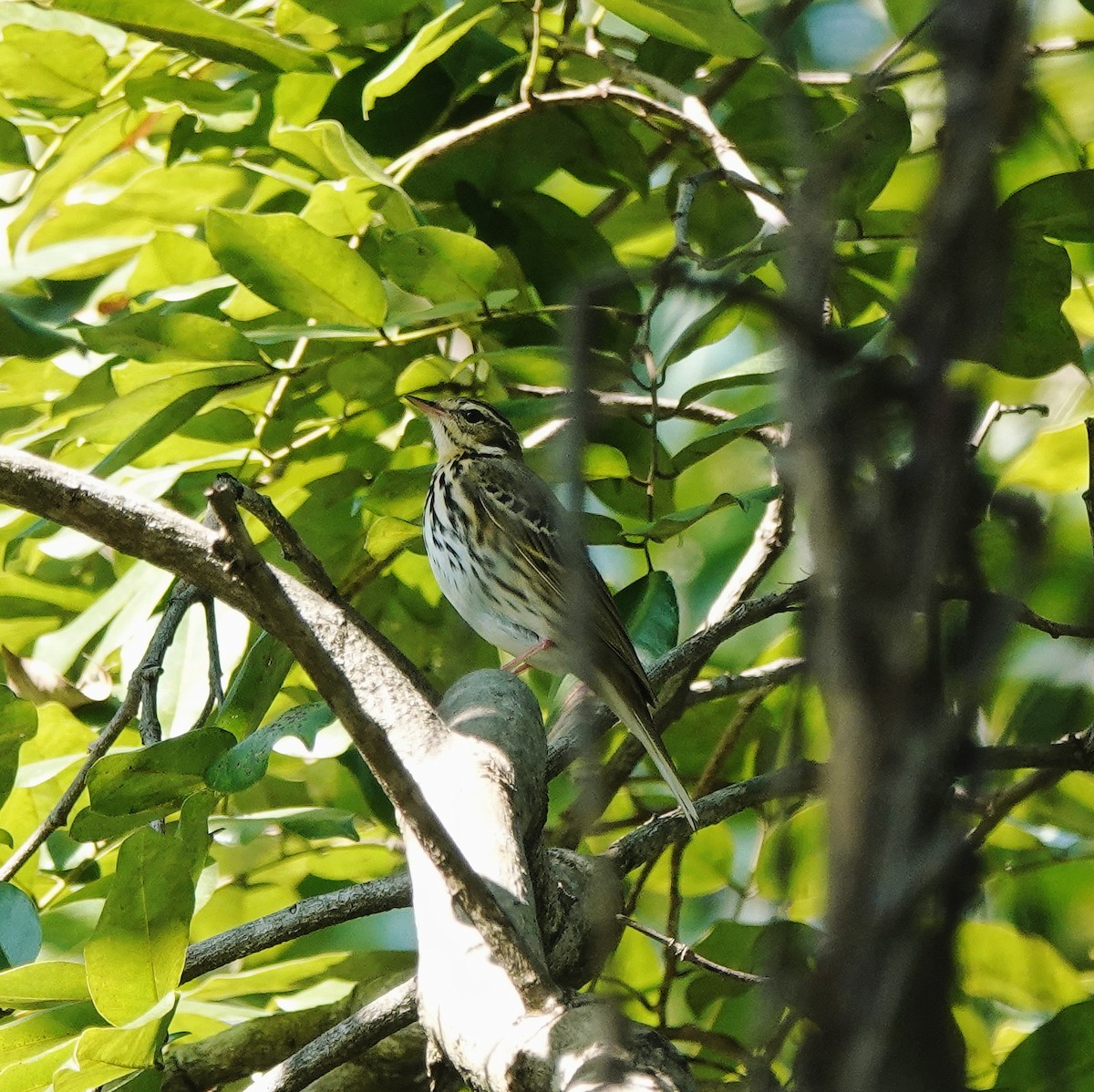 ビンズイ - ML646974868