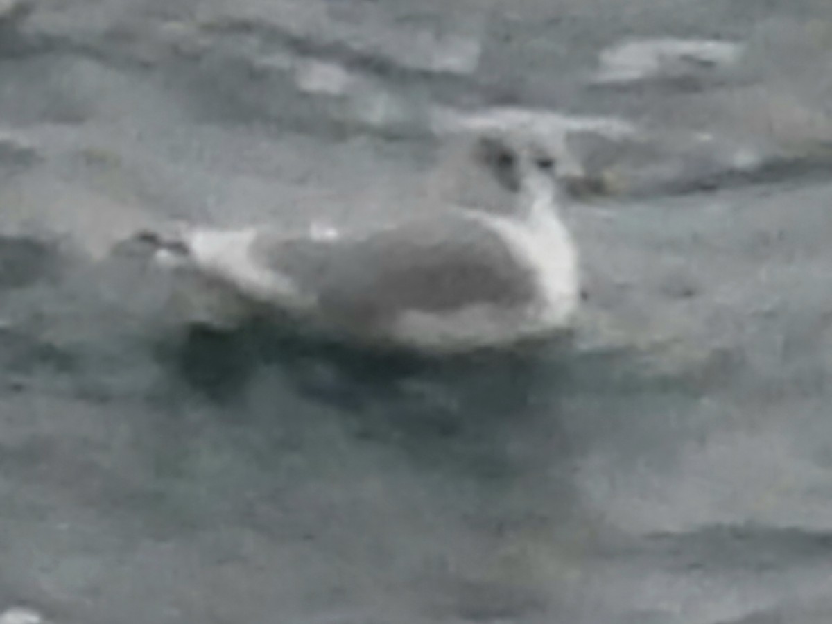 racek Bonapartův - ML646974871