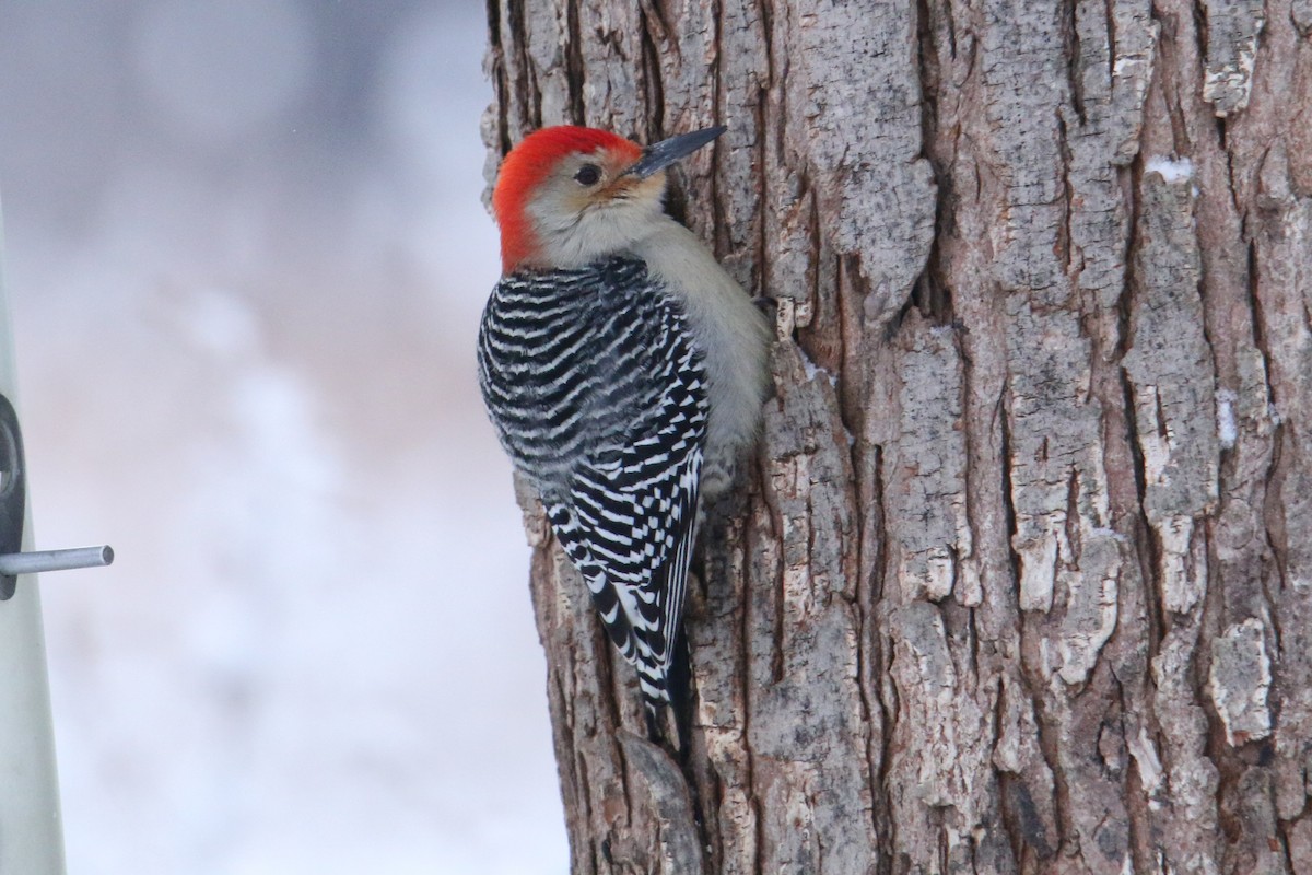 Red-bellied Woodpecker - ML646974876
