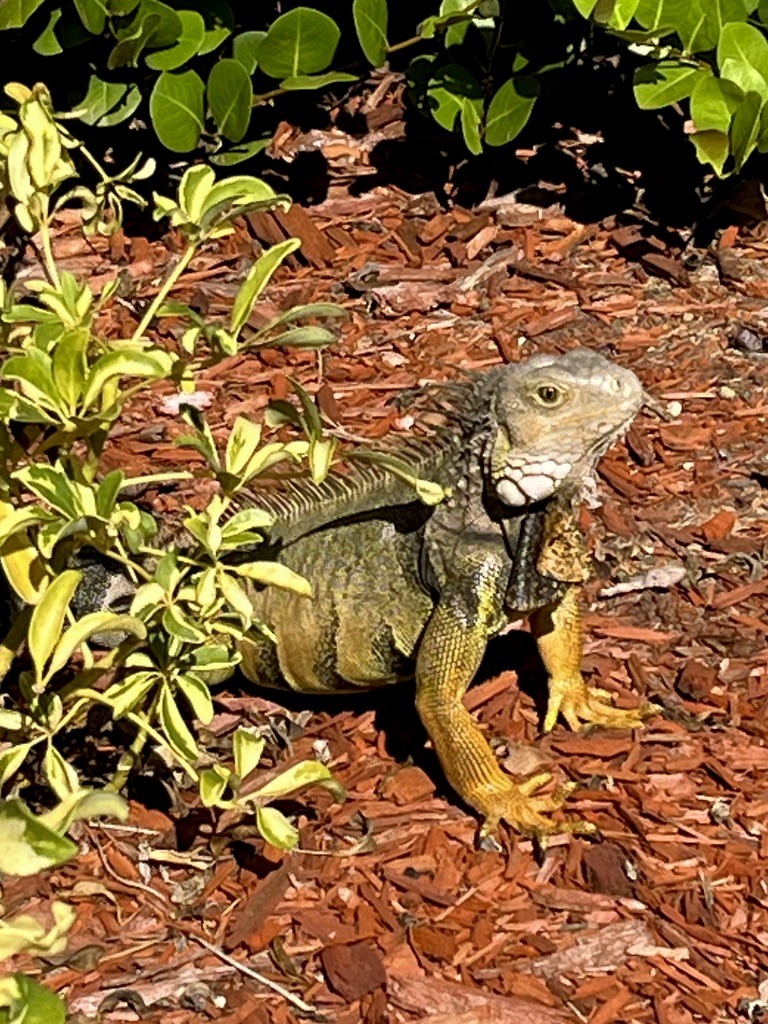 Green Iguana - ML646974878