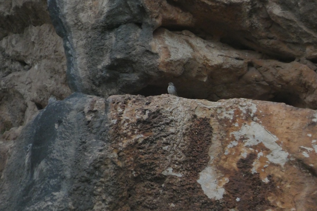 Rock Sparrow - ML646974879