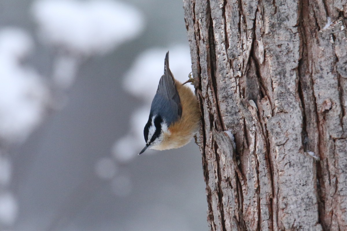 Red-breasted Nuthatch - ML646974886