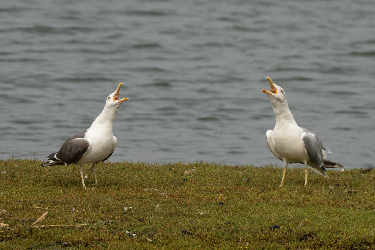 Goéland leucophée - ML646974895