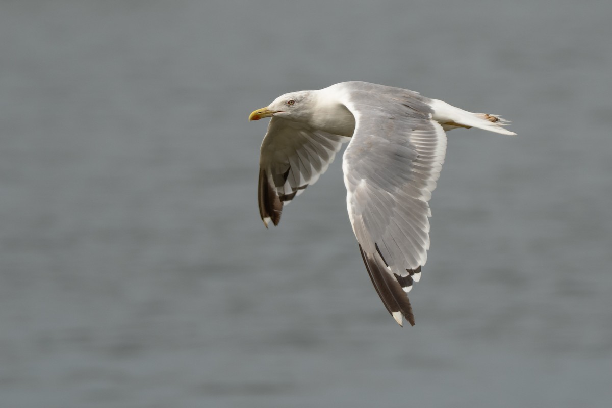 Goéland leucophée - ML646974896