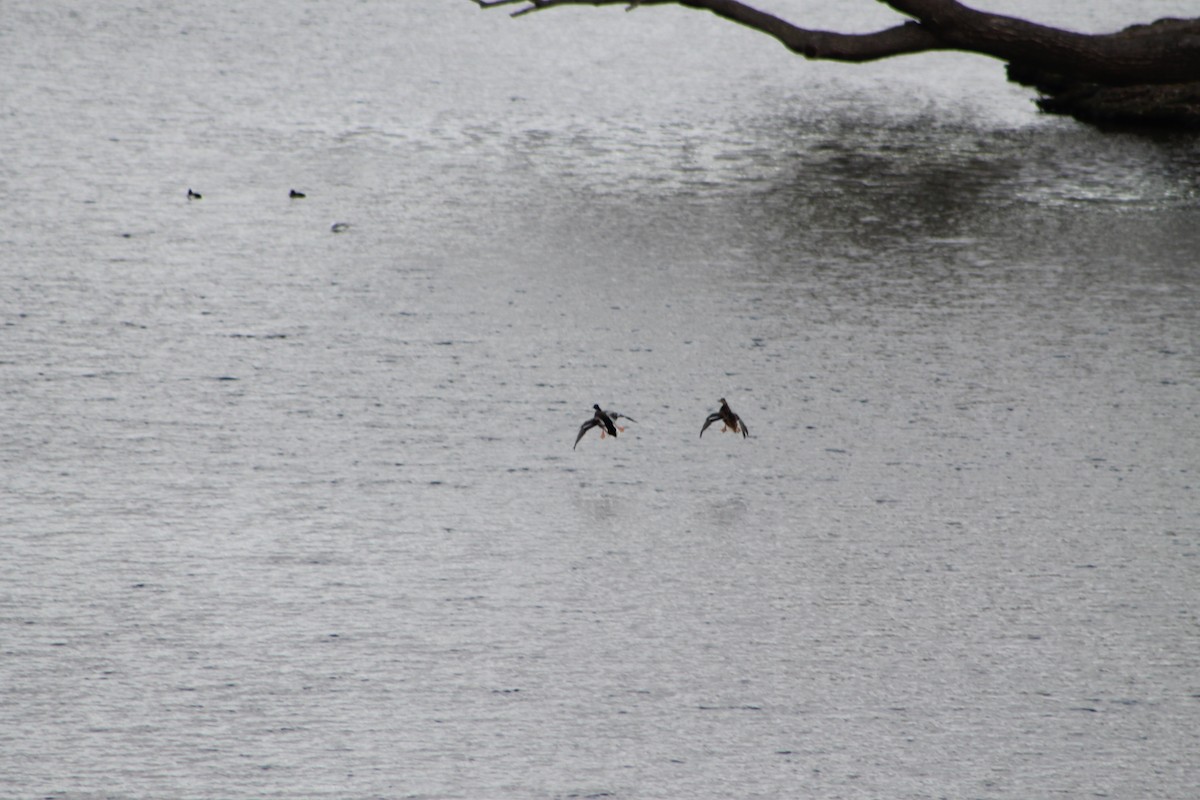 Mallard - ML646974897