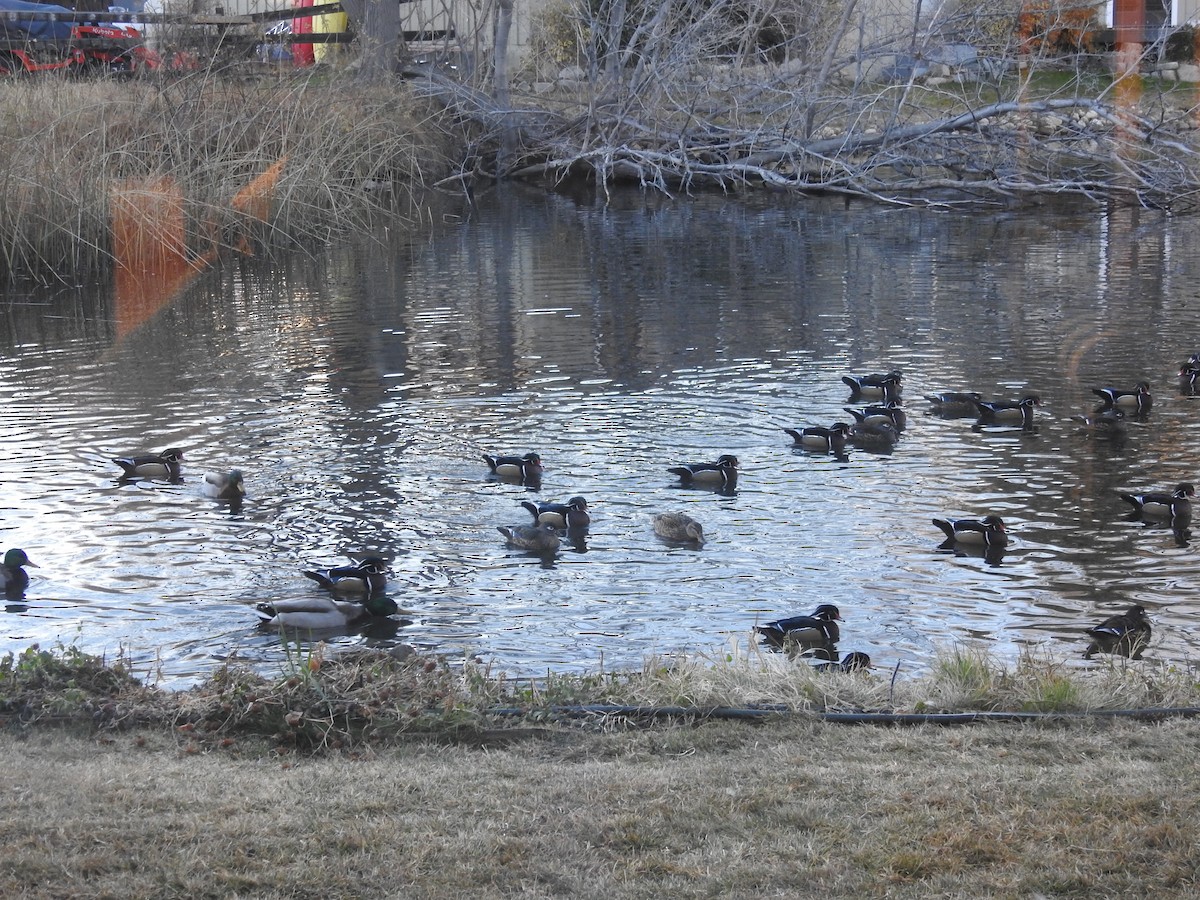 kachnička karolínská - ML646974905