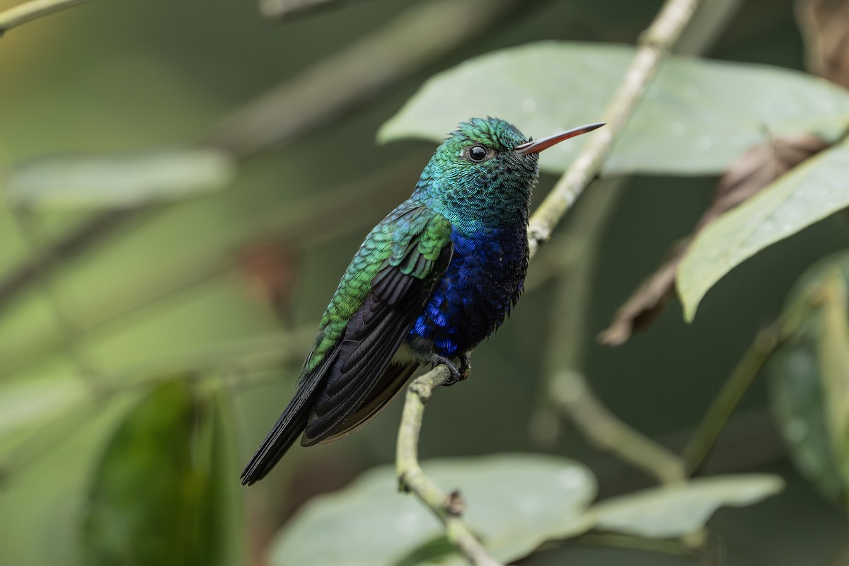 Violet-bellied Hummingbird - ML646974906