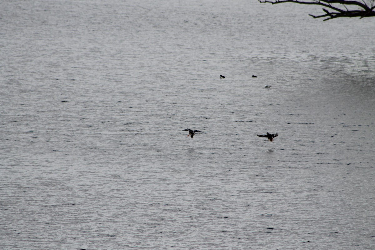 Mallard - ML646974907