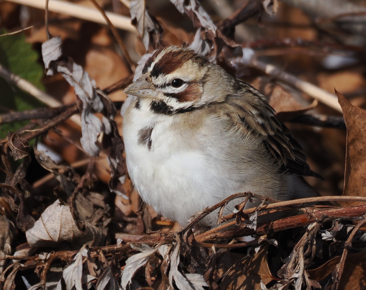 Lark Sparrow - ML646974910