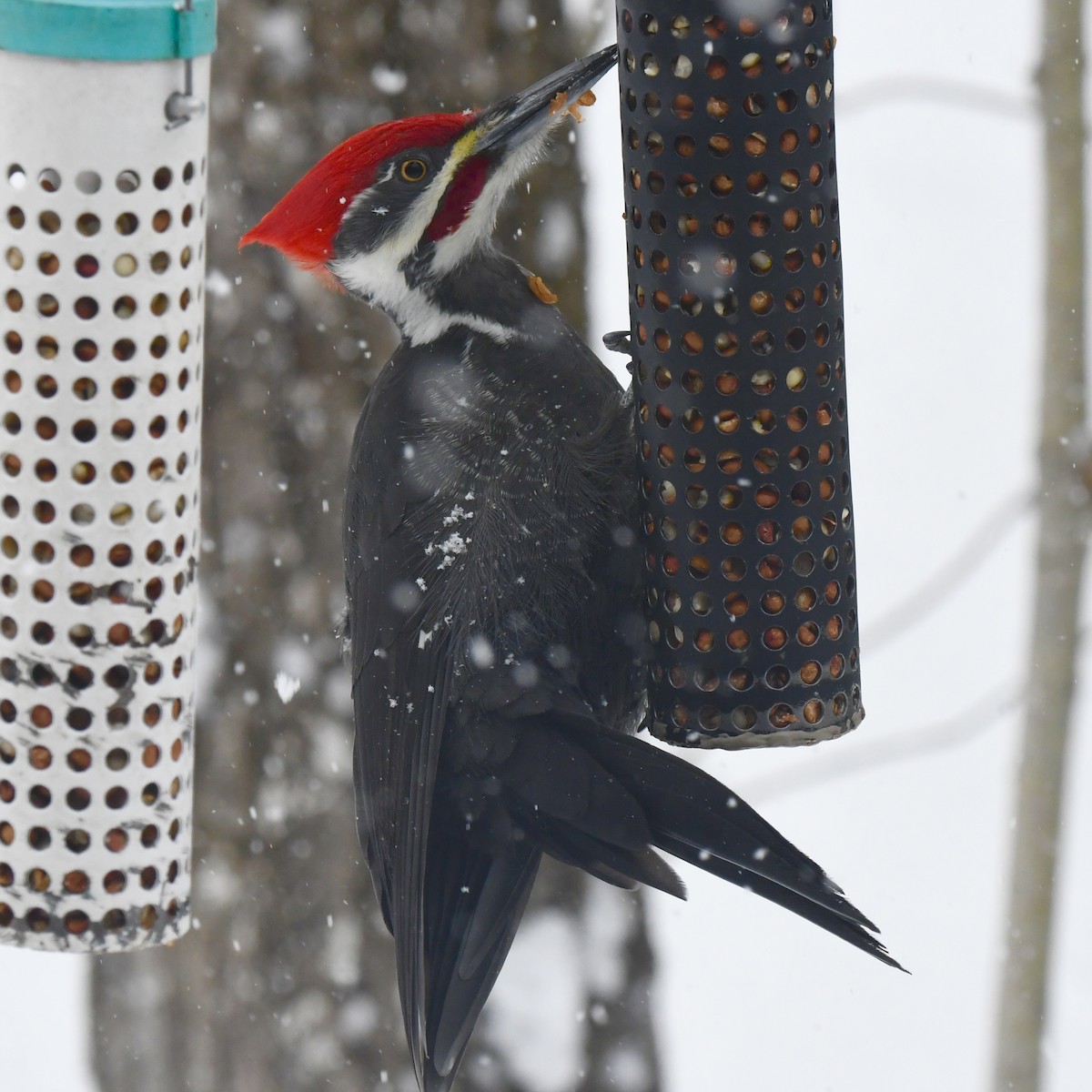 Хохлатая желна - ML646974911