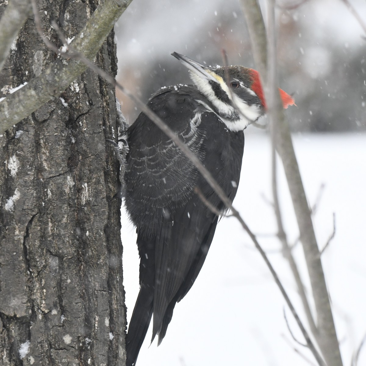 Хохлатая желна - ML646974912