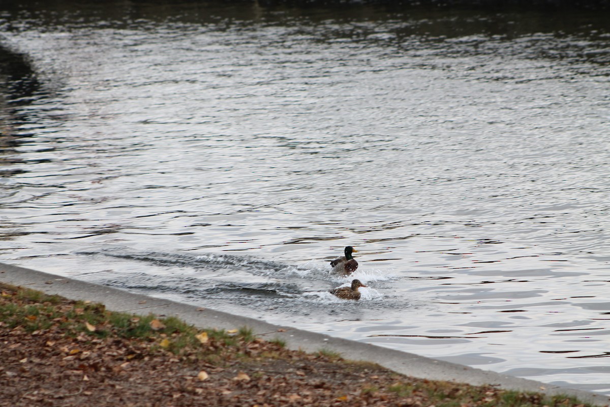 Mallard - ML646974914