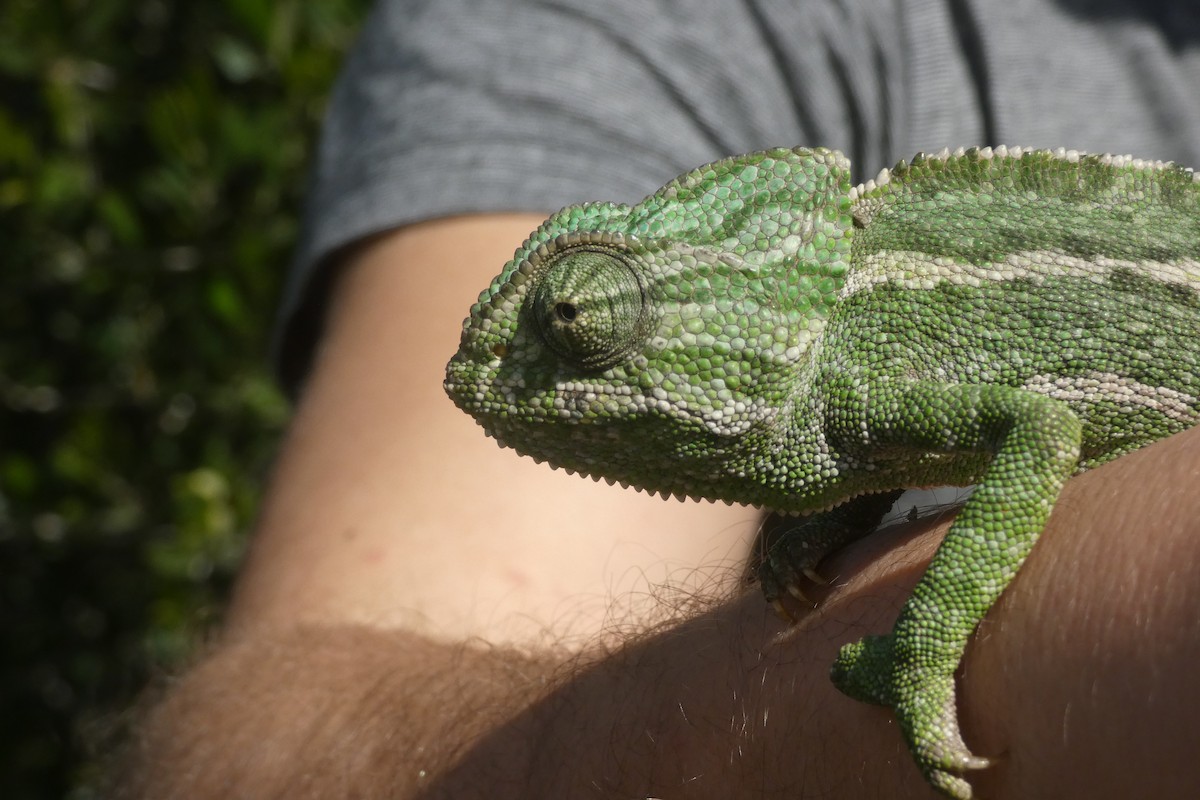 Animals - ML646974916